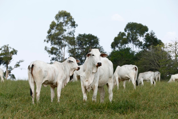 Você está visualizando atualmente ‘Não vamos financiar empresas de carne que desmatarem’, diz presidente do Itaú Unibanco