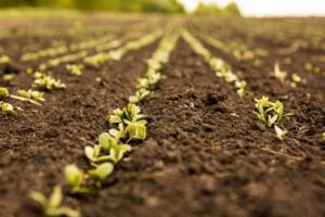 Leia mais sobre o artigo MT: Empaer comemora 56 anos de trabalhos voltados ao desenvolvimento da agricultura