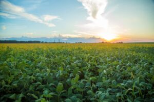 Leia mais sobre o artigo Falta de chuvas atrasa plantio de soja em Mato Grosso