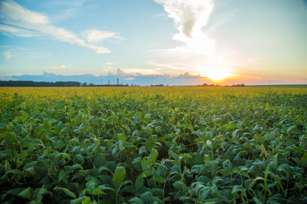 Você está visualizando atualmente Falta de chuvas atrasa plantio de soja em Mato Grosso