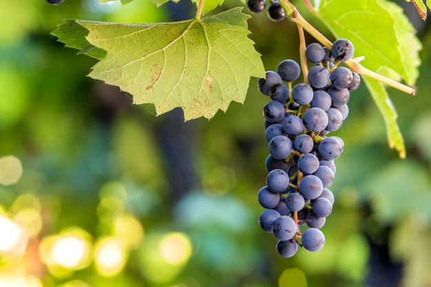 Leia mais sobre o artigo Cultivo de uvas aumenta em MT e fomenta agricultura familiar no estado