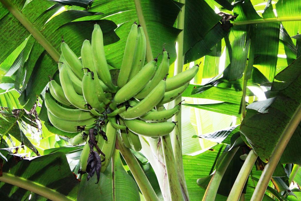 Leia mais sobre o artigo Empaer avalia novas cultivares de banana em MT resistentes a Sigatoka Negra