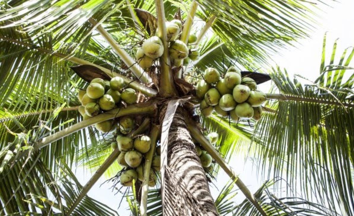 Leia mais sobre o artigo Cultivo do coco vira possibilidade para produtores de Mato Grosso