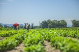 Leia mais sobre o artigo Com destaque no agro, MT foi o 2º maior exportador em janeiro