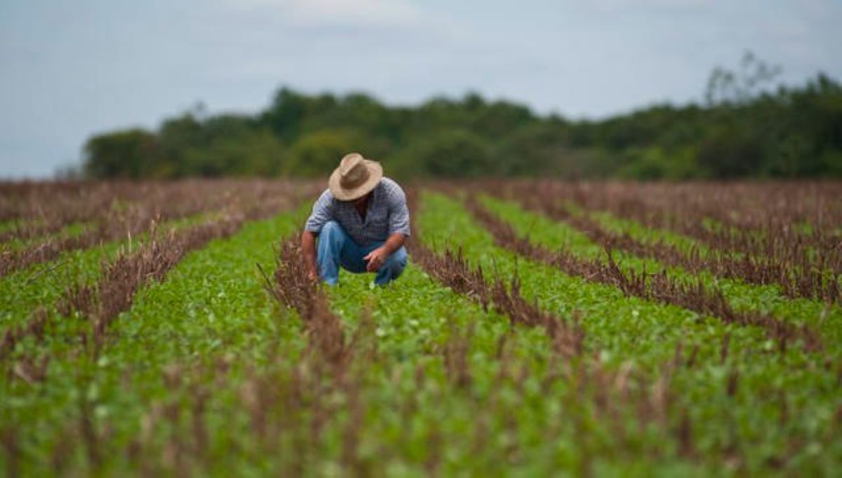 Leia mais sobre o artigo Mato Grosso: um estado com grandes perspectivas na agronomia