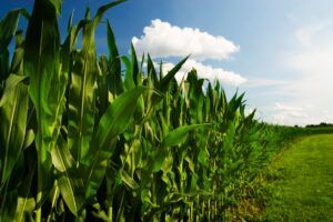 Leia mais sobre o artigo Colheita da safrinha de milho 2024 atinge 98% da área cultivada no Centro-Sul do Brasil