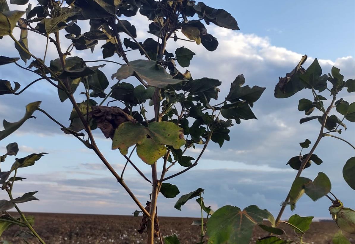 Leia mais sobre o artigo Pesquisadores alertam para perdas de até 100% das plumas de algodão por ataque de Aphelenchoides