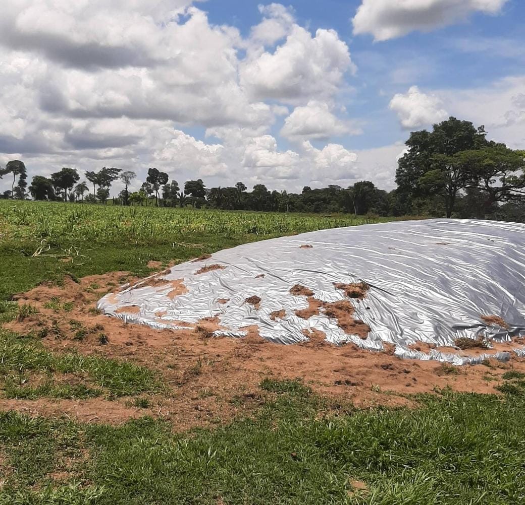 Você está visualizando atualmente Produtor mato-grossense investe em silagem da rama de mandioca e comemora resultados