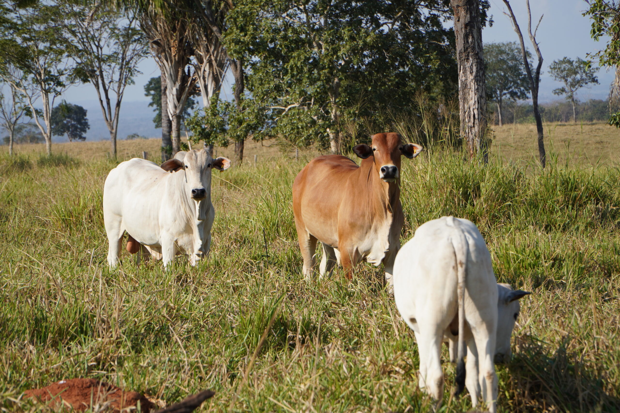 Você está visualizando atualmente Adubação de pastagem é garantia de mais arroba por hectare