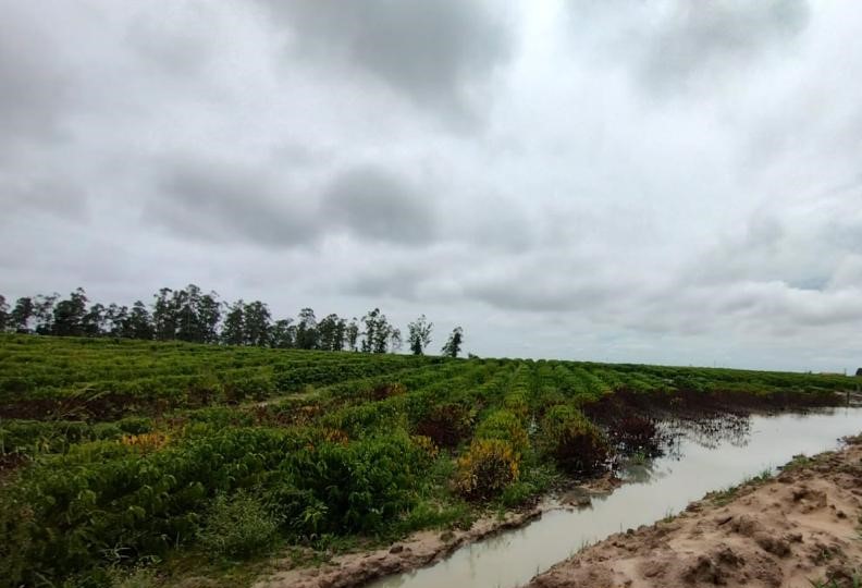 Você está visualizando atualmente Excesso de chuva pode impactar as principais regiões produtoras