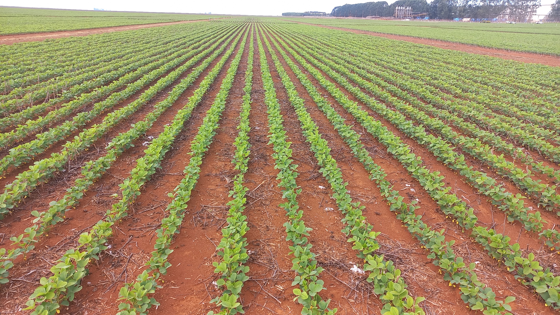 Leia mais sobre o artigo Biológicos no manejo de pragas traz incremento de até 8 sacas de soja por hectare