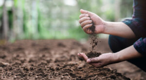 Leia mais sobre o artigo Restabelecer os sistemas naturais em áreas agrícolas é o caminho para alta produtividade