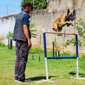 Leia mais sobre o artigo Expoagro terá oficina gratuita para tutores de cães