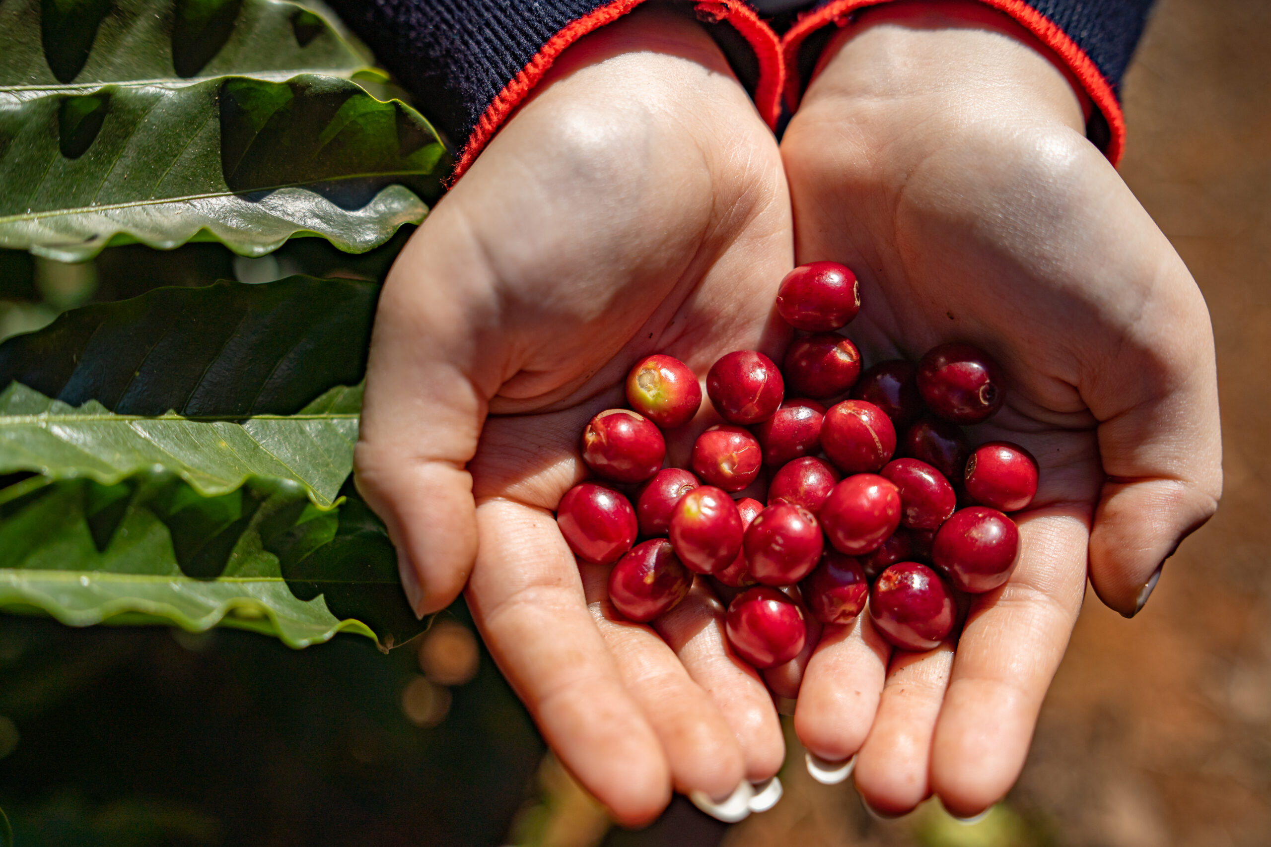 Leia mais sobre o artigo Cafeicultura ganha qualidade com biotecnologia