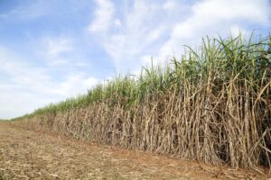 Leia mais sobre o artigo Setor de bioenergia ganha eficiência com aplicação da geotecnologia