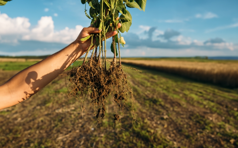 Leia mais sobre o artigo Nem químico, nem biológico: novidade contra nematoides vem de um extrato vegetal