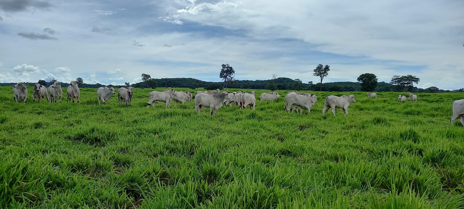 Leia mais sobre o artigo Tradição e Inovação na Pecuária Moderna é o tema do 3º Encontro Técnico da Pecuária, em Rondonópolis