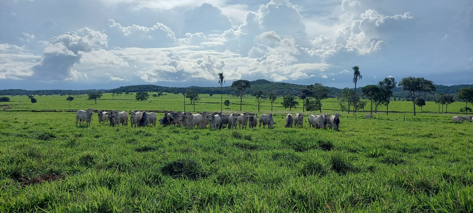 Leia mais sobre o artigo Pesquisa da Fundação MT mostra rentabilidade e sustentabilidade na produção bovina nos três biomas de Mato Grosso