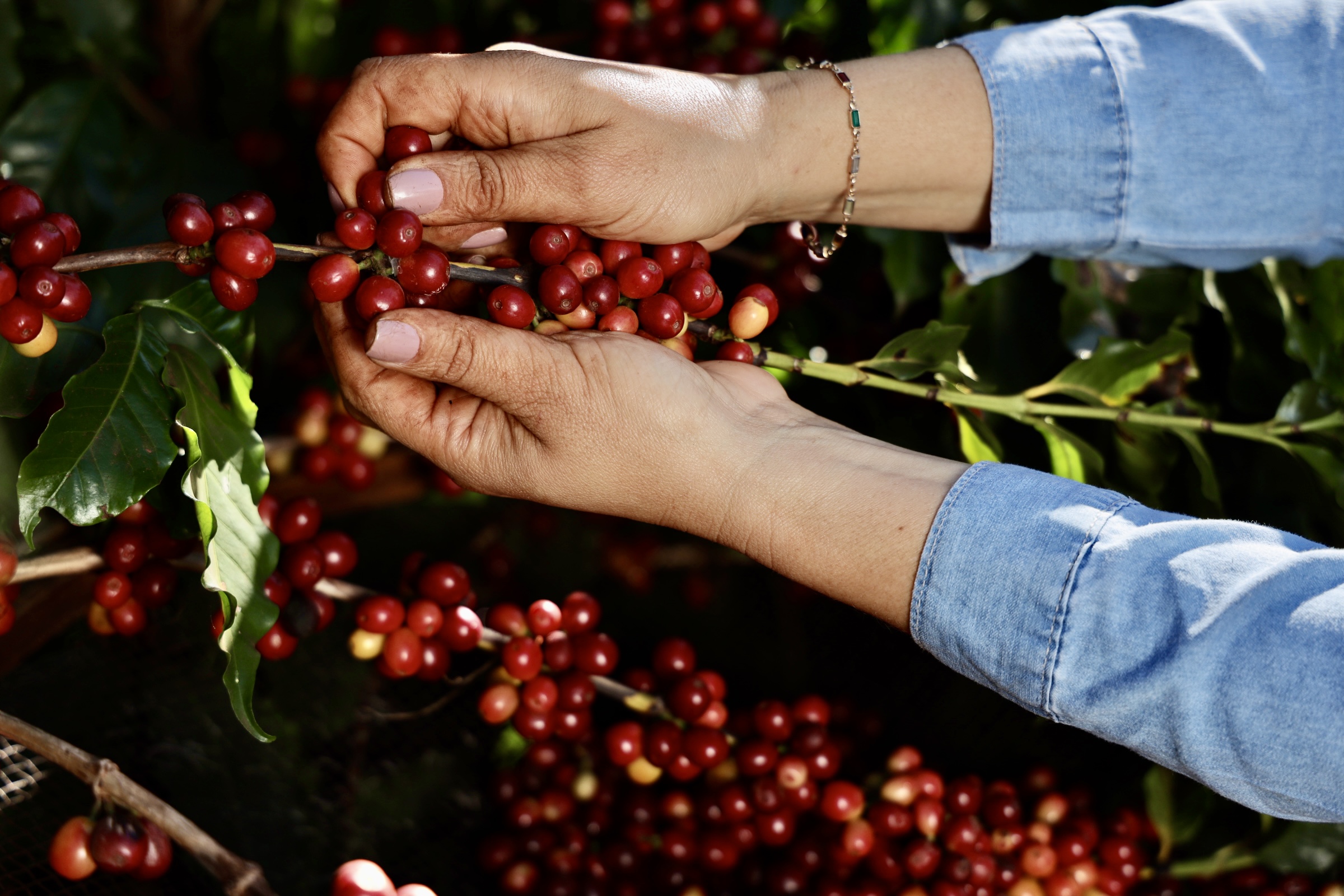 Leia mais sobre o artigo Sucessão familiar no agro: como atrair os jovens para o campo?